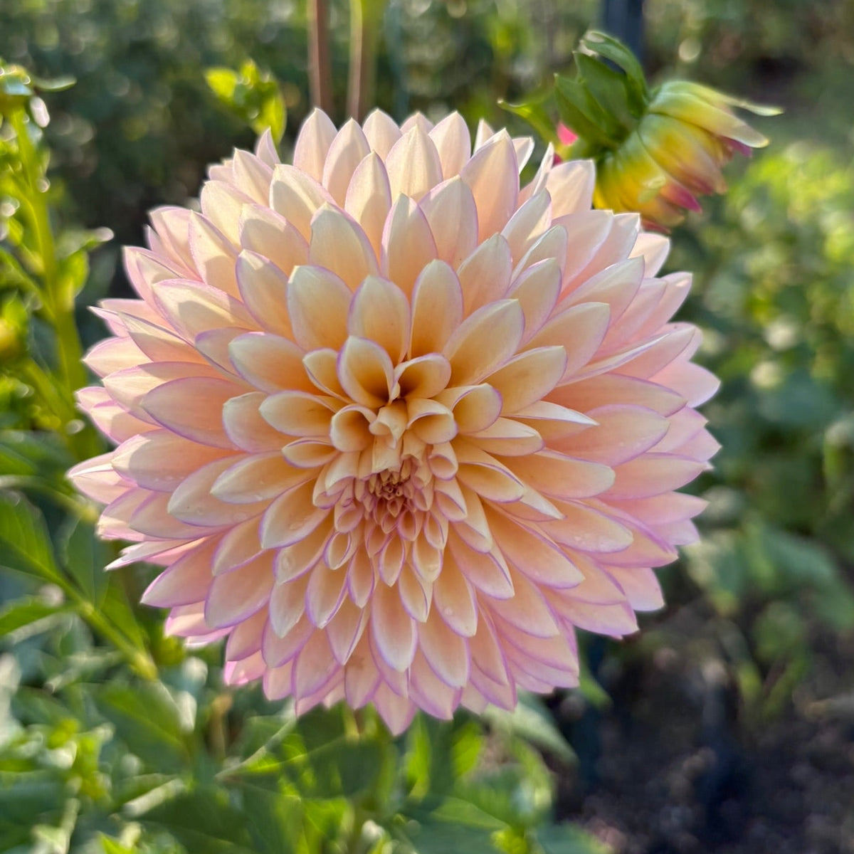 Bloomquist Blush