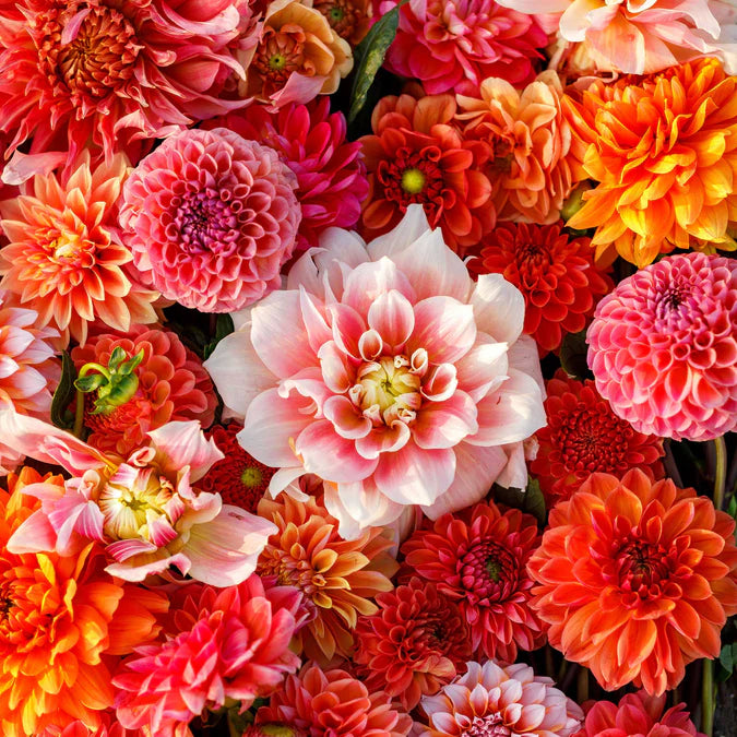 Victoria Garden Mix