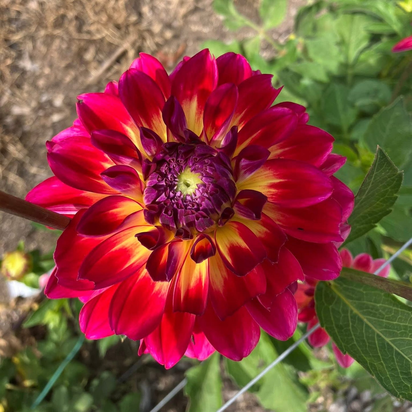 AC Rosebud