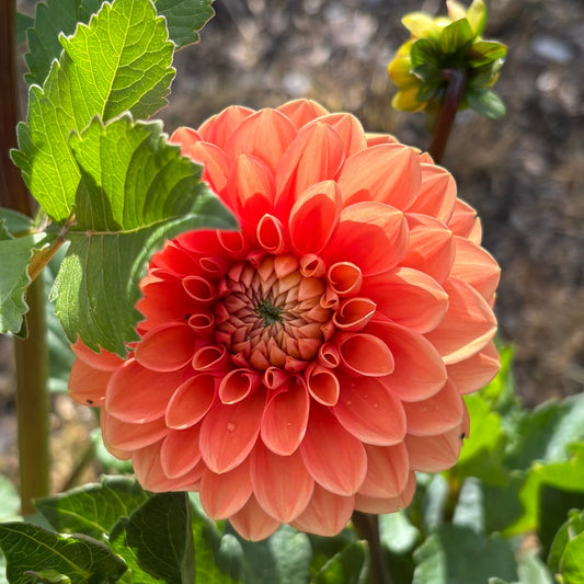 Coseytown Lions Mane