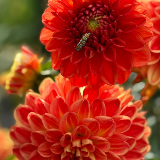 Orange Symphony