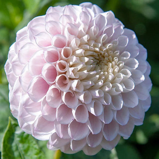 Pink Pearl
