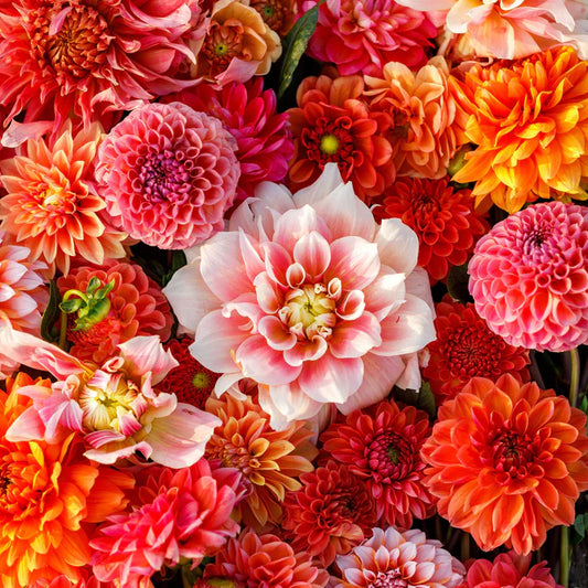 Victoria Garden Mix